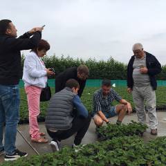 Moldova wishes to step into strawberry substrate farming