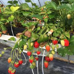 Japanese strawberry sector keeps visiting Dutch colleagues