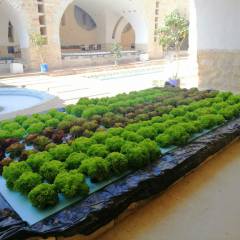 Strenghtening horticulture in Jordan