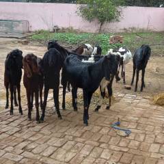 Introducing GoatSignals in India