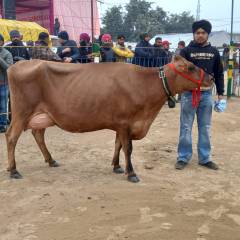 Promoting CowSignals® on the Dairy & Agri Expo in Haryana, India