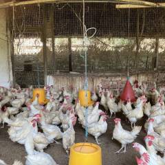 Sustainable poultry sector in Sri-Lanka